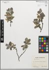 Foto von Salix glauca L.